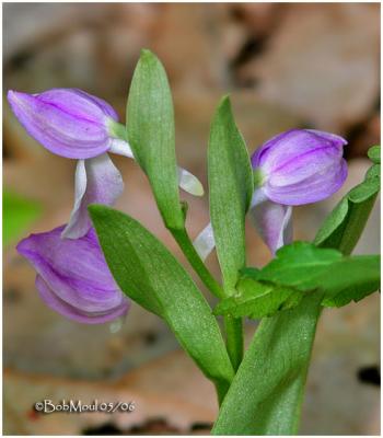 Showy Orchis