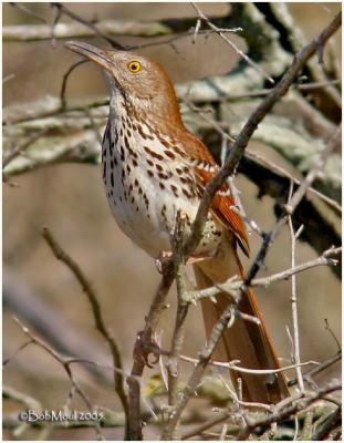 Brown Thrasher