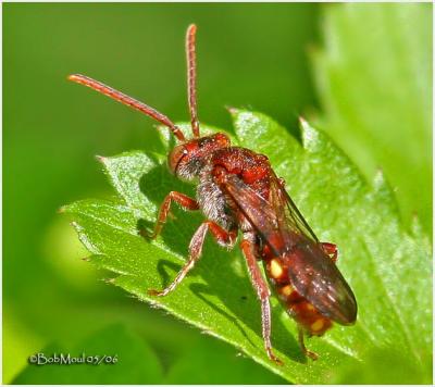 Parasitic Bee