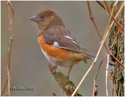 Eastern Towhee - Female