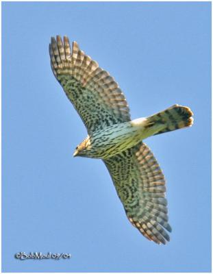 Cooper's Hawk-Immature