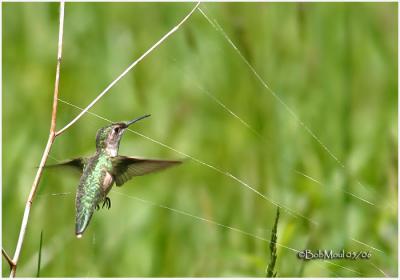 Ruby-throated Hummingbird Gathering Spider Webs to Build Nest