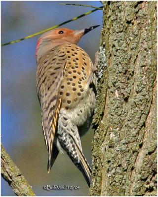 Northern (Common) Flicker-Female - Yellow Shafted