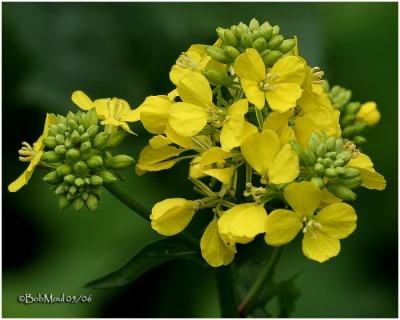 YELLOW WILDFLOWERS (A to M)