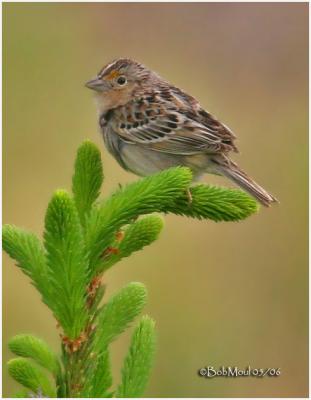 Grasshopper Sparrow