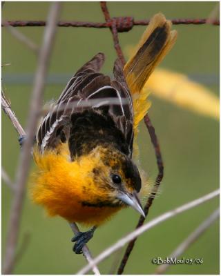 Baltimore Oriole-Female  Gathering Nesting Material