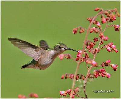 Ruby-throated Hummingbird