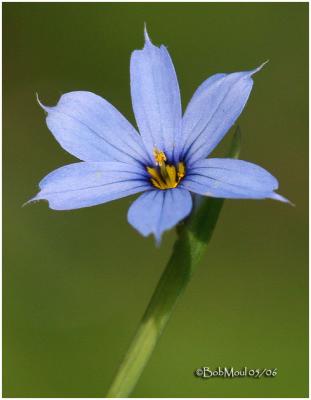 Blue-Eyed Grass