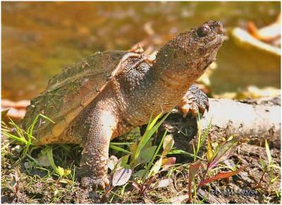 Snapping Turtle