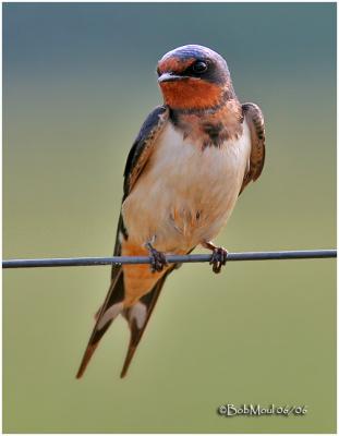 Barn Swallow-Immature