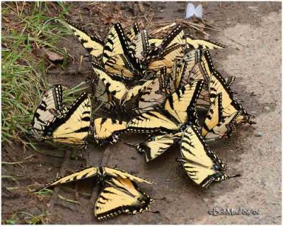 Eastern Tiger Swallowtails-PuddlingPapilio glaucus