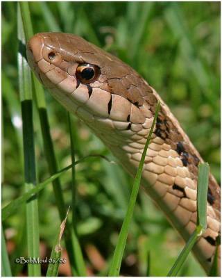 Common Garter Snake