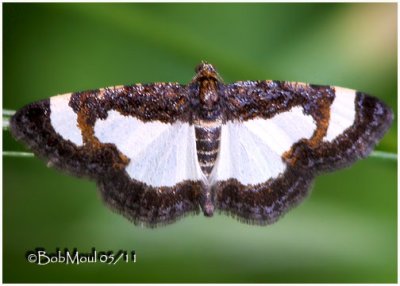Common Spring Moth-Heliomata cycladata #6261