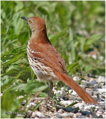 Brown Thrasher