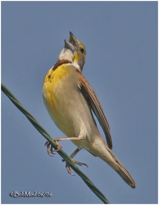 Dickcissel