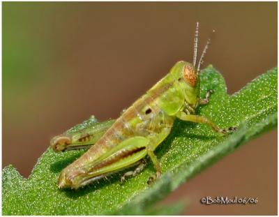 Two-striped Grasshopper Nymph