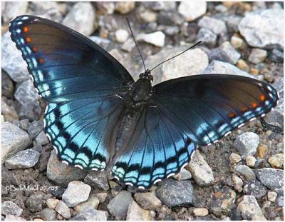 Red Spotted Purple (Limenitis arthemis astyanax)