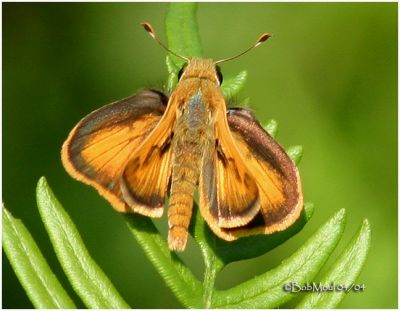 Whirlabout Skipper-Male