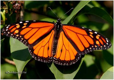 Monarch-MaleDanaus plexippus