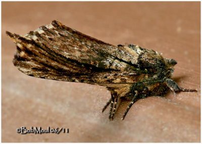 <h5><big>Morning Glory Prominent Moth<br></big><em>Schizura ipomoeae #8005</h5></em>