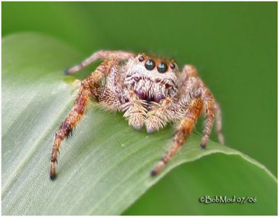 Jumping Spider-Female