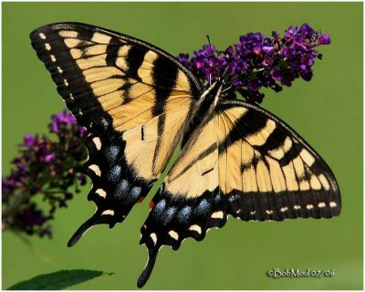 Eastern Tiger Swallowtail-FemalePapilio glaucus