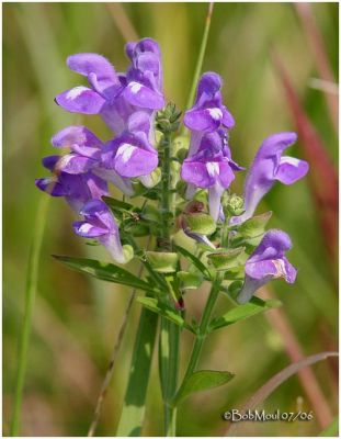 Hyssop Skullcap