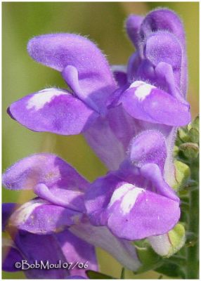 Hyssop Skullcap