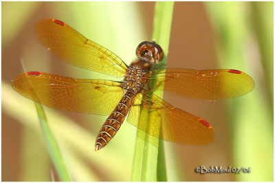 GENUS PERITHEMIS (Amberwings)