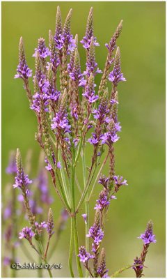 Blue Vervain (Swamp Verbena)