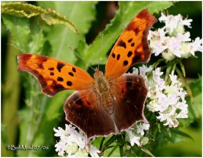 <h5><em><big>Question Mark - Form umbrosa (Summer)</big><br>Polygonia interrogationis</em></h5>