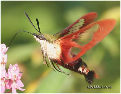 Hummingbird Clearwing Moth Hemaris thysbe #7853
