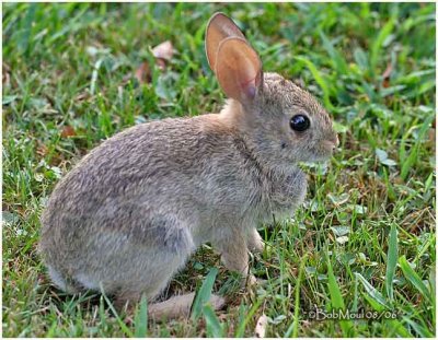 Eastern Cottontail-Immature