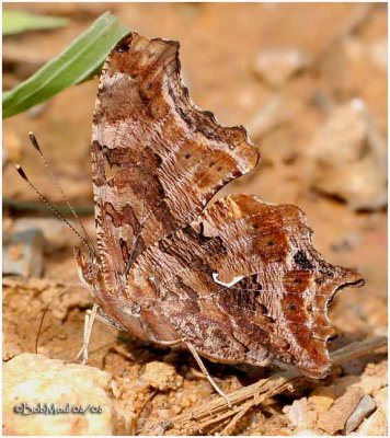 Eastern CommaPolygonia comma