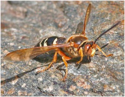 Cicada Killer Wasp