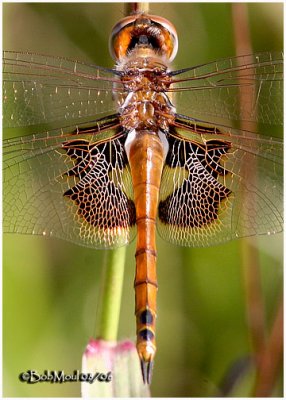Red Saddlebags - PA STATE RECORD