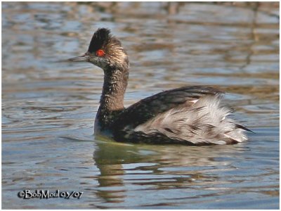 Eared Grebe - Transitional Plumage