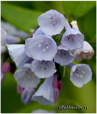 VIRGINIA BLUE BELLS