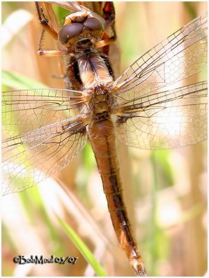 Chalk-Fronted Corporal-Teneral