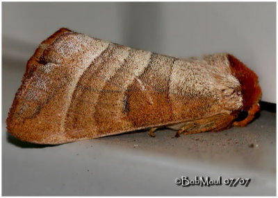 <h5><big>Walnut Caterpillar Moth<br></big><em>Datana integerrima #7907</h5></em>