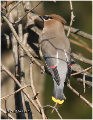 Cedar Waxwing-Adult