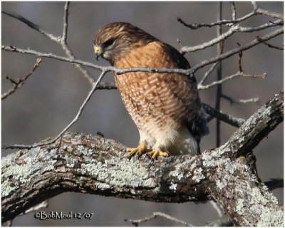 Red Shouldered Hawk