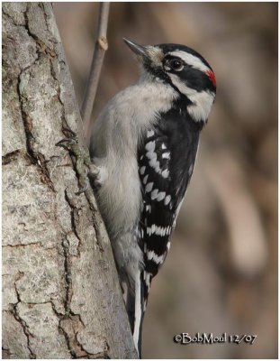 Downy Woodpecker-Male