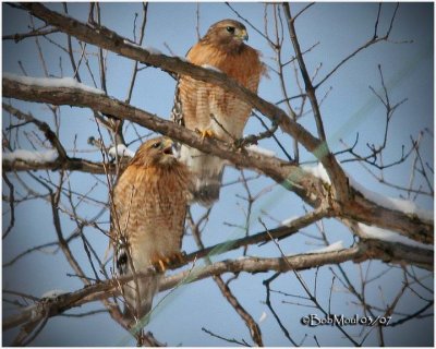 Red-shouldered Hawks