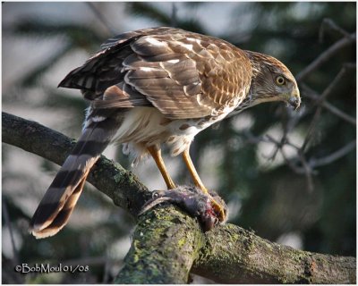 Sharp-shinned Hawk