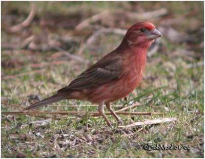 House Finch-Male