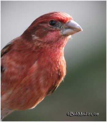 House Finch-Male