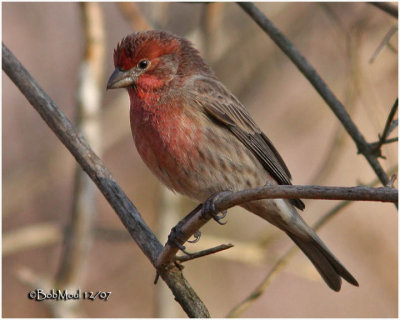 Normal Male House Finch