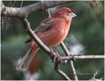 House Finch-Male