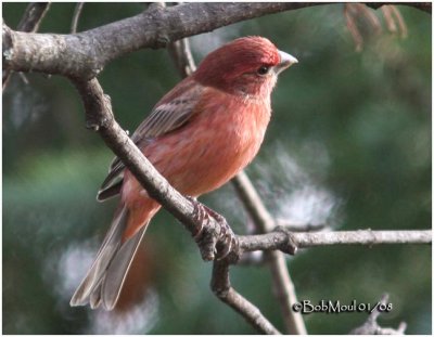 House Finch-Male